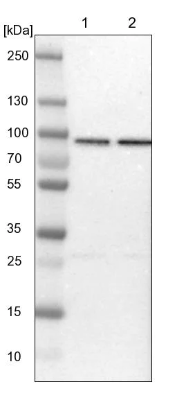 Western blot - Anti-HSPA12B antibody (AB254669)
