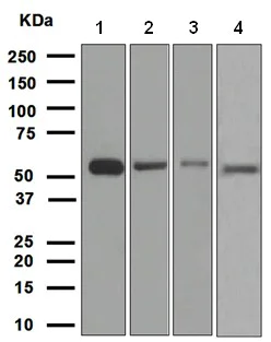 Western blot - Anti-HSPA14 antibody [EPR4210] (AB108612)