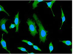 Immunocytochemistry/ Immunofluorescence - Anti-HSPA14 antibody [EPR4210] - BSA and Azide free (AB247697)
