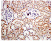Immunohistochemistry (Formalin/PFA-fixed paraffin-embedded sections) - Anti-HSPA14 antibody [EPR4210] - BSA and Azide free (AB247697)