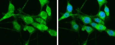 Immunocytochemistry/ Immunofluorescence - Anti-HSPA1L antibody (AB154409)