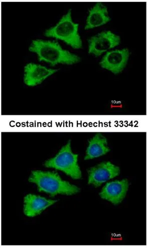 Immunocytochemistry/ Immunofluorescence - Anti-HSPA1L antibody (AB154409)