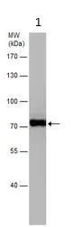 Western blot - Anti-HSPA1L antibody (AB154409)