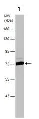 Western blot - Anti-HSPA1L antibody (AB154409)