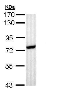 Western blot - Anti-HSPA1L antibody (AB154409)