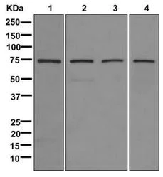 Western blot - Anti-HSPA2 antibody [EPR4596-27] (AB174846)