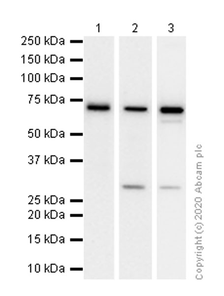 Anti-HSPA2 antibody [EPR4596]