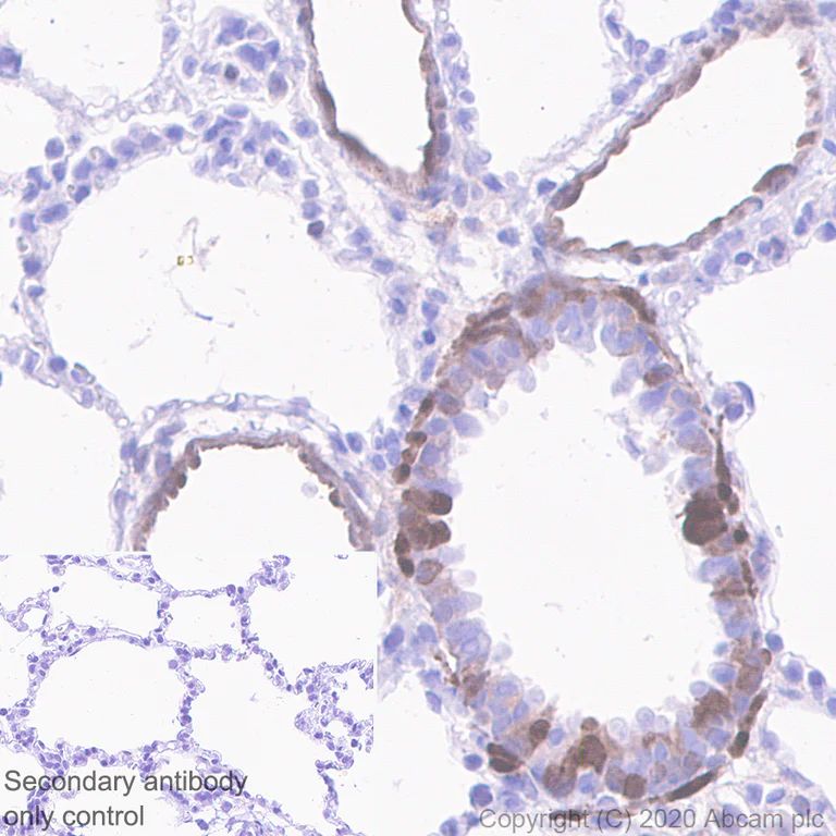 Immunohistochemistry (Formalin/PFA-fixed paraffin-embedded sections) - Anti-HSPA2 antibody [EPR4596] - BSA and Azide free (AB247663)