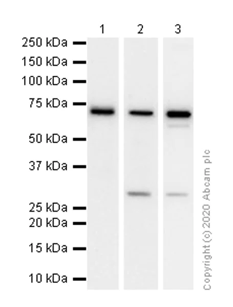 Western blot - Anti-HSPA2 antibody [EPR4596] - BSA and Azide free (AB247663)