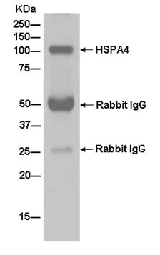 Immunoprecipitation - Anti-HSPA4 antibody [EPR14165] (AB185219)