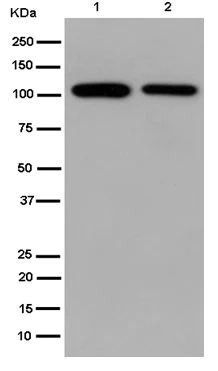 Western blot - Anti-HSPA4 antibody [EPR14165] (AB185219)