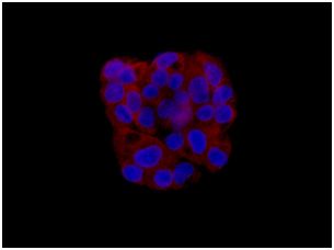 Immunocytochemistry/ Immunofluorescence - Anti-HSPA4 antibody [EPR14166] (AB185962)