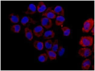 Immunocytochemistry/ Immunofluorescence - Anti-HSPA4 antibody [EPR14166] - BSA and Azide free (AB250864)