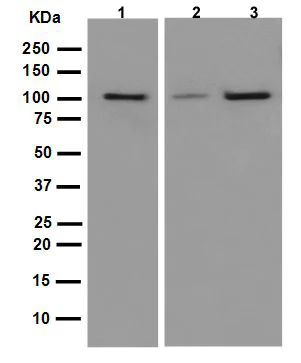 Western blot - Anti-HSPA4 antibody [EPR14166] - BSA and Azide free (AB250864)