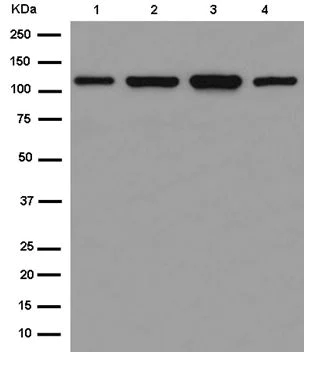 Western blot - Anti-HSPA4 antibody [EPR14166] - BSA and Azide free (AB250864)