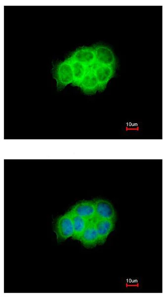 Immunocytochemistry/ Immunofluorescence - Anti-HSPA6 antibody (AB212044)