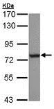Western blot - Anti-HSPA6 antibody (AB212044)