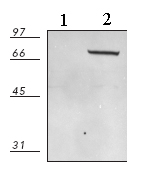 Western blot - Anti-HSPA6 antibody (AB69408)
