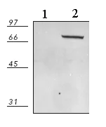 Western blot - Anti-HSPA6 antibody (AB69408)
