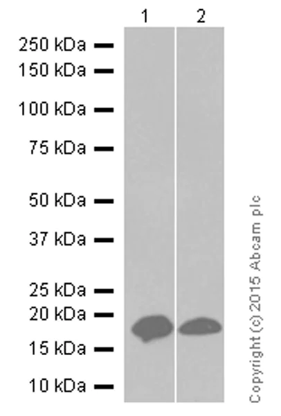 Western blot - Anti-HSPB7 antibody [EPR10106(B)] - BSA and Azide free (AB248960)