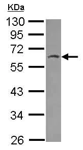 Western blot - Anti-HSPBAP1 antibody (AB126077)