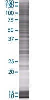 HspBP1 overexpression 293T lysate (whole cell)