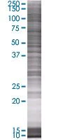 SDS-PAGE - HspBP1 overexpression 293T lysate (whole cell) (AB94320)