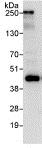 Immunoprecipitation - Anti-HSPC142 antibody (AB115040)