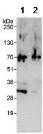 Immunoprecipitation - Anti-hSSB1 antibody (AB85752)