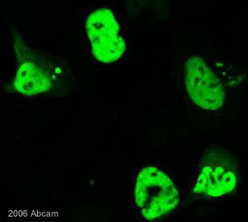Immunocytochemistry/ Immunofluorescence - Anti-HSV 1 ICP4 Immediate Early Protein antibody [10F1] (AB6514)