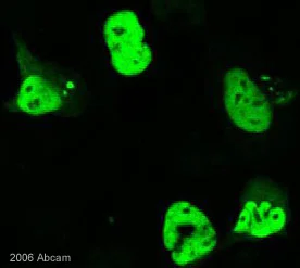 Immunocytochemistry/ Immunofluorescence - Anti-HSV 1 ICP4 Immediate Early Protein antibody [10F1] (AB6514)