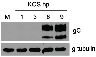 Western blot - Anti-HSV1 gC Envelope Protein antibody [3G9] (AB6509)
