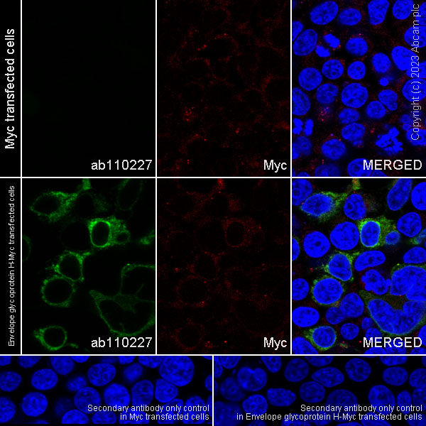 Immunocytochemistry/ Immunofluorescence - Anti-HSV1 gH antibody [BBH1] (ab110227), expandable thumbnail