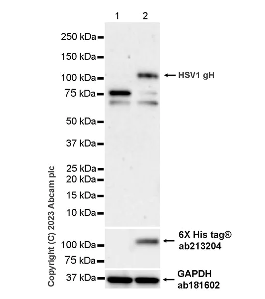 Western blot - Anti-HSV1 gH antibody [BBH1] (AB110227)
