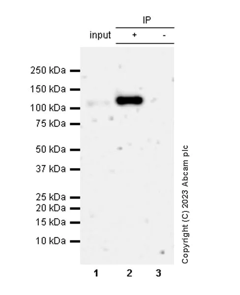 Immunoprecipitation - Anti-HSV1 gH antibody [BBH1] - BSA and Azide free (AB314235)