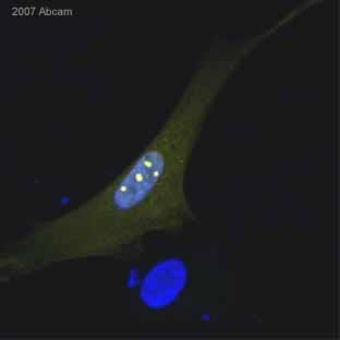 Immunocytochemistry/ Immunofluorescence - Anti-HSV1 ICP0 antibody [5H7] (AB6513)