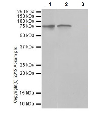 Immunoprecipitation - Anti-HTF9C/TRMT2A antibody [EPR16485-54] (AB205616), expandable thumbnail