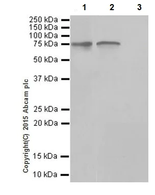 Immunoprecipitation - Anti-HTF9C/TRMT2A antibody [EPR16485-54] (AB205616)