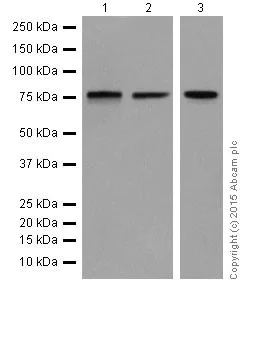 Western blot - Anti-HTF9C/TRMT2A antibody [EPR16485-54] (AB205616)