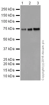 Western blot - Anti-HTF9C/TRMT2A antibody [EPR16485-54] (AB205616)