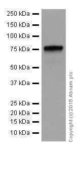 Western blot - Anti-HTF9C/TRMT2A antibody [EPR16485-54] (AB205616)