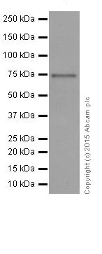 Western blot - Anti-HTF9C/TRMT2A antibody [EPR16485-54] (AB205616)