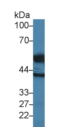 Western blot - Anti-htrA1 antibody (AB231195)