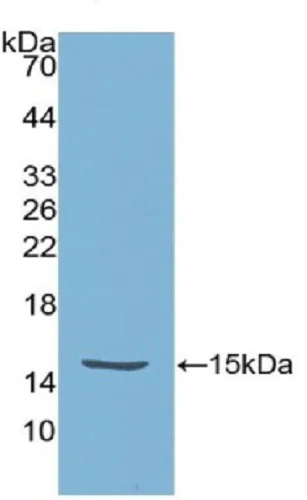 Western blot - Anti-htrA1 antibody (AB231195)