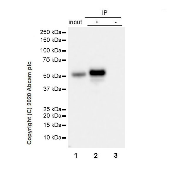 Immunoprecipitation - Anti-htrA1 antibody [EPR23240-64] (AB274322), expandable thumbnail