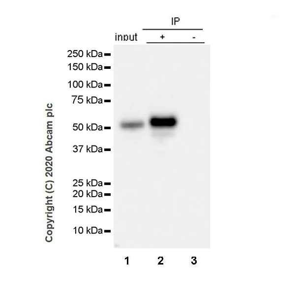 Immunoprecipitation - Anti-htrA1 antibody [EPR23240-64] (AB274322)
