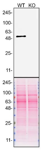 Western blot - Anti-htrA1 antibody [EPR23240-64] (AB274322)