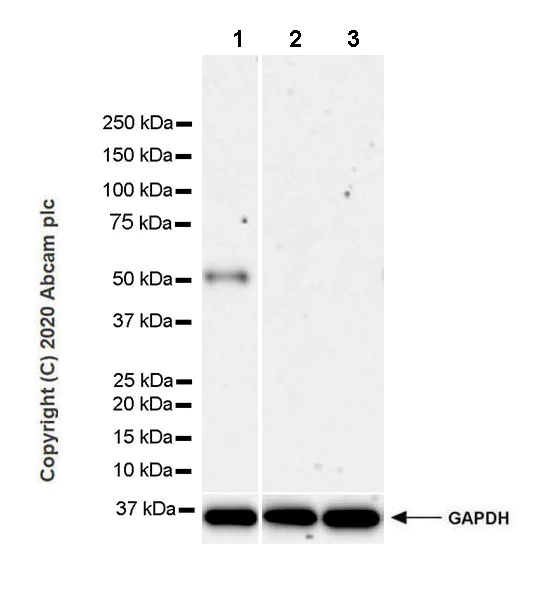 Western blot - Anti-htrA1 antibody [EPR23240-64] (AB274322)