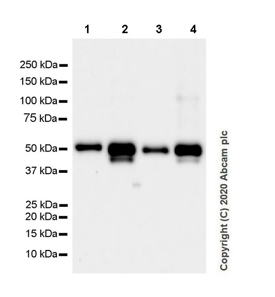 Western blot - Anti-htrA1 antibody [EPR23240-64] (AB274322), expandable thumbnail