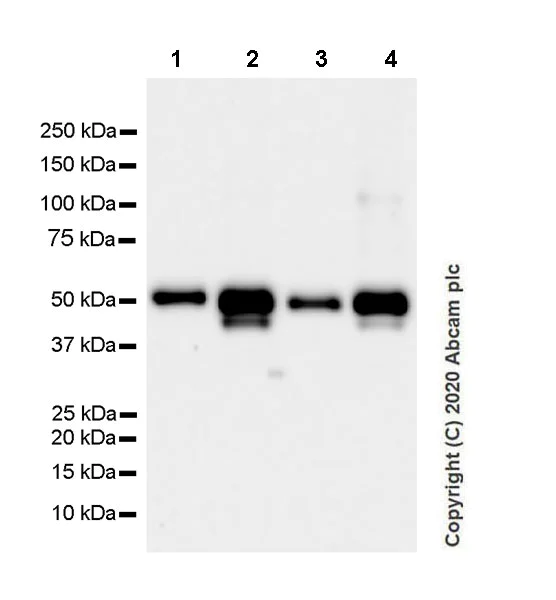 Western blot - Anti-htrA1 antibody [EPR23240-64] (AB274322)
